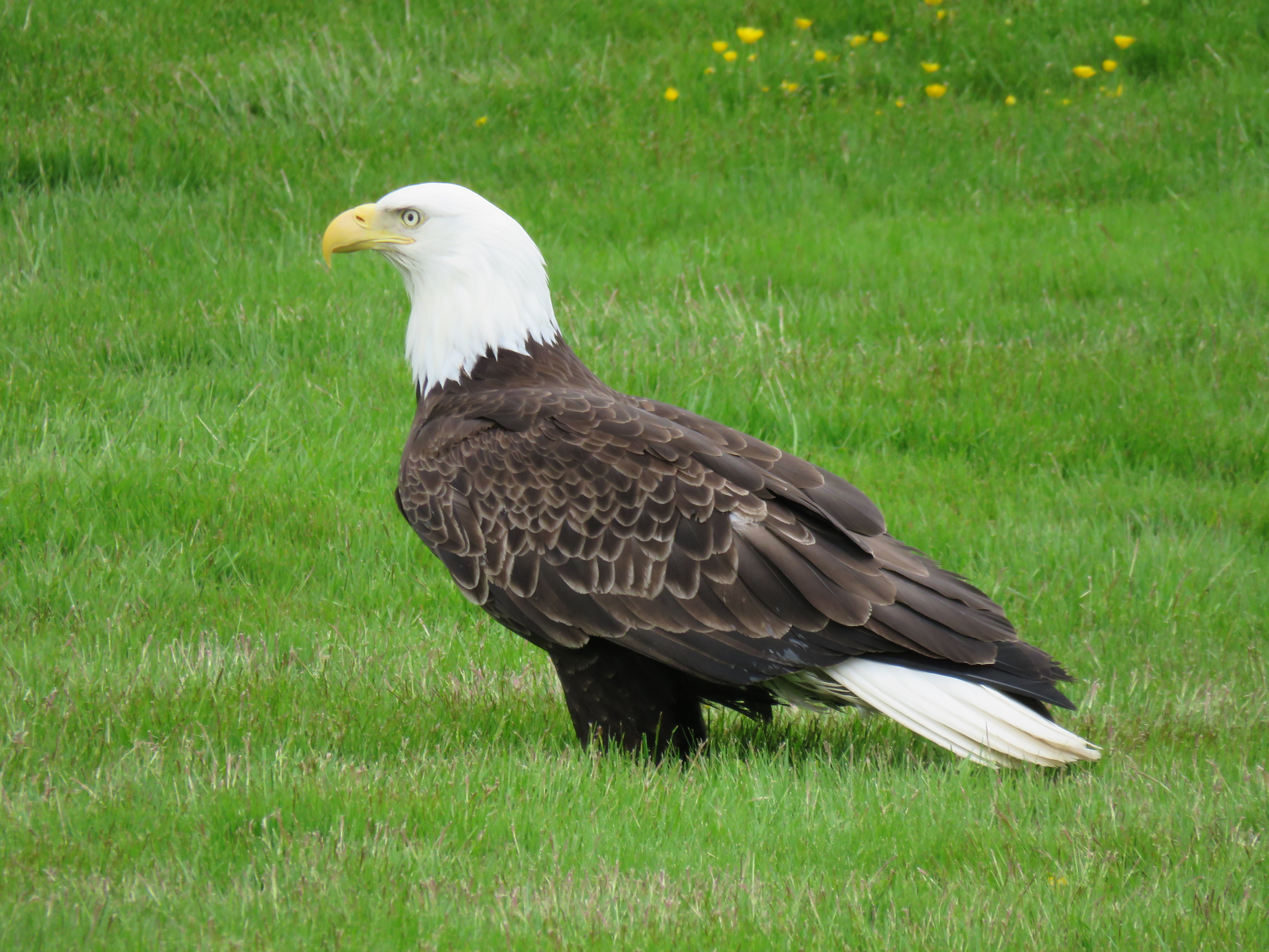 eagle