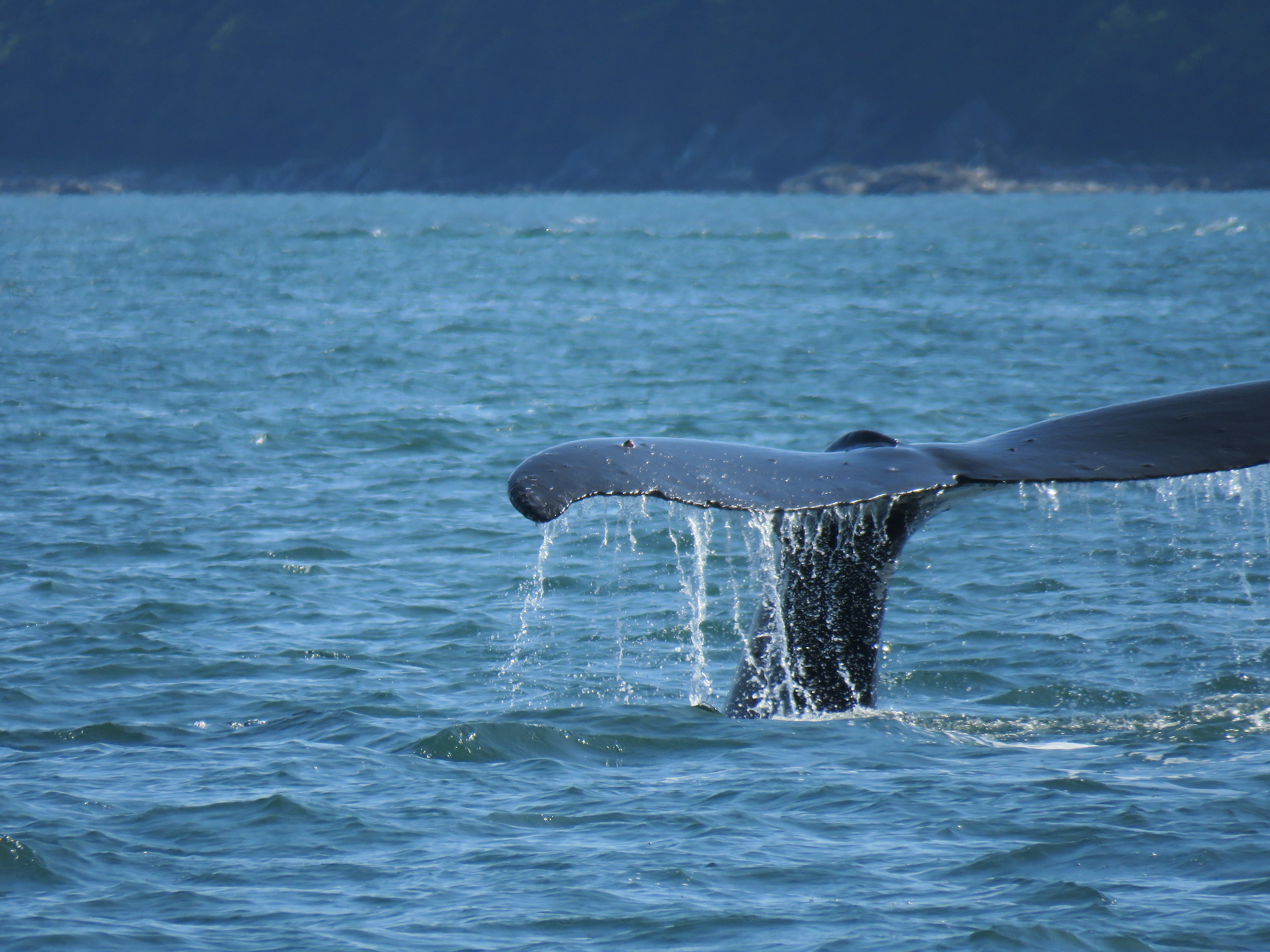 whale tail